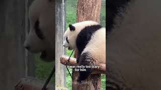 Panda cub had a grueling fear of heights and he tries to overcome it 🥺#panda #wholesome #wholesome