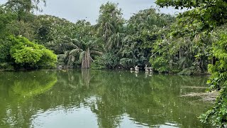 Zoo Animals at Zoo Negara #zoo #animals #orangutan #panda #wildlife