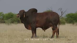 Meet the Most hundsome Red Brahman Bulls to be sold this November, 2022 at KROON VEE, SA