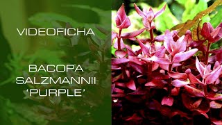 Bacopa Salzmannii 'Purple' - VideoFicha - Violetas Intensos y Bajos Requerimientos - PezVerde