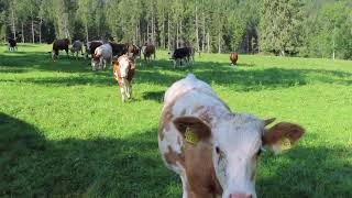 German Cows and bell music