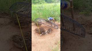 Create Bird Trap DIY - Quail Trap #shorts