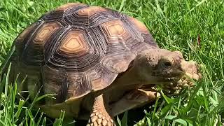 turtle eating grass | tortoise | cute turtle video | sea animals | turtle moving | turtle swimming |