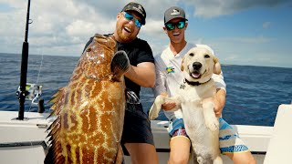 Giant Bahamas Black Grouper