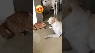 Gato ❤️ Perro #short #viral #gato #perro