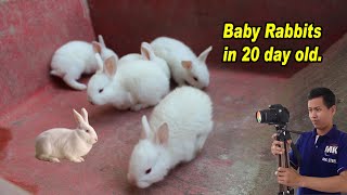 Rabbit Babies in 20 days old. |  the cutest baby bunnies in 20 days pet & animals.