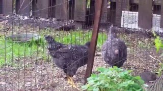 The Chicken Cam May 6, 2016