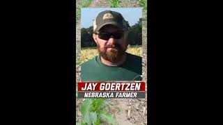 Herbicide Selection for Interseeded Cover Crops