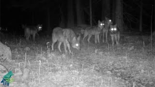 Wolf pack moving through the night in the Northwoods