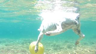 searching for the submerged toy