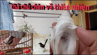 chú chim mào bạch mái đã ra đi sau khi bị 🐝 đốt - choè mồi hót rất tốt và lấy cặp chim choè than