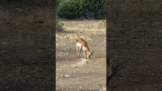 Young, low fence Black buck #texas #blackbuck #shorts