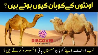 Why Do Camels Have Humps? اونٹوں کےکوہان کیوں ہوتے ہیں؟ یہ اپنے کوہان میں اضافی پانی ذخیرہ کرتے ہیں؟