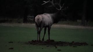 Elk at the Bannf