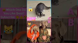 funny animal videos#shorts #tiktok