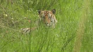 Male tiger after eating a Cow appears near our jeep - Bandhavgarh May 2024