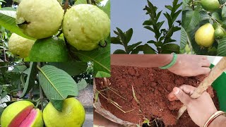 How to Grow Guava In My Terrace Garden/Maadithottam Koyya Valarppu