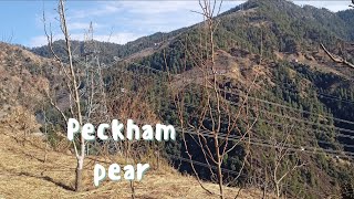 peckham pear and wonderful view..plz watch and subscribe..#kotkhai #shimla #himachal