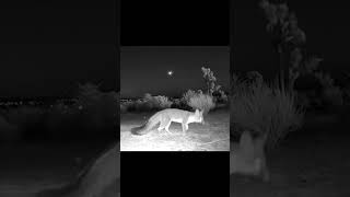 Fox misses huge falling star #shorts #astronomy #astrology #joshuatree