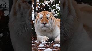 Lion + Tiger = Liger?! Mind-Blowing Animal Mixes #short #animalsMixes