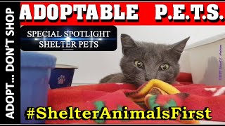 SPECIAL SPOTLIGHT ~ Only 2 ADOPTABLE CATS ~ Oklahoma Animal ~ Shelter Pets