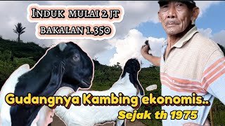 Kambing Kaligesing BREEDING Ekonomis..Materi Induk bunting di jual..!!!