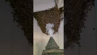 How to extract honey from a beehive 🤔? #shorts #facts #fact #viral #ytshorts #shortvideo