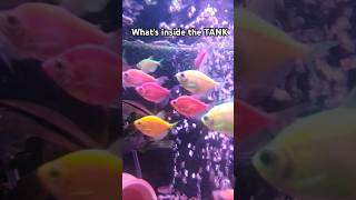 What's inside the tank? 😱😱😱#fishtank #fishlovers