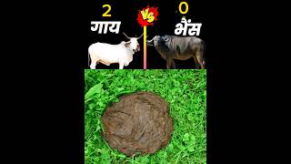 गाय vs भैंस ❓#shorts @MRINDIANHACKER