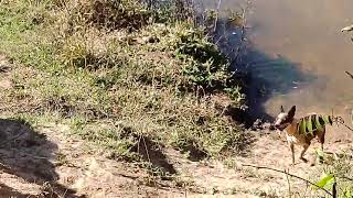 rancho do Rio batalha perto da ponte de ferro em Avaí sp. primeiro video de muitas pescarias q virá