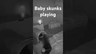 Baby skunks playing #skunks #petskunk #petskunks #pets #pet #animals #animal #wildlife #cuteanimals