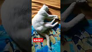 KAGET #shorts #kucing #kucingimut #kucinglucu #kucingkampung #cats #viral #istanalokajaya