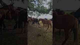 Beautiful Wild Horses Gathered Under Oak Tree In The New Forest