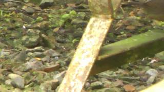 Babbler, Grey-throated - Stachyris nigriceps  davisoni