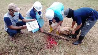 Qurban Idul Adha 1442 H an Syauqi #fordai #forumdaiinspirasi