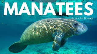 Majestic Manatees | Gentle Giants of the Sea 🌊