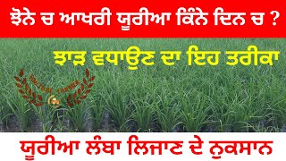 Rice crop information // ਝੋਨੇ ਨੂੰ ਆਖਰੀ ਯੂਰੀਆ ਖਾਦ ਕਿੰਨੇ ਦਿਨਾਂ ਤੇ ਪਾਉਣੀ