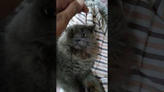 Cat love #love#cat #catlover#funny#viralshort#viralvideo#youtubeshorts#shorts#shortsfeed#trending