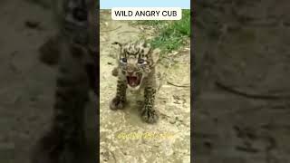 WILD ANIMALS Wild CUBS #shorts #short