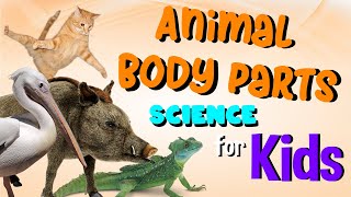 Animal Body Parts | Science for Kids