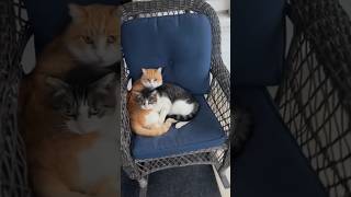 Deux chats drôles et beaux #cute #cat #kitten #chat #funny #cats #catlover #funnyvideo #kittten