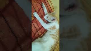 Funny cat Video