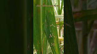 Pyrilla Alert in Sugarcane #cyberagriextension #sugarcrop #sugarcane #sugarcanepestmanagement