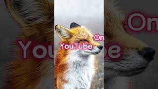 Fox Became a Star of a Viral Video #shorts #facts #viral #mindblown #fox #animals #youtube #music