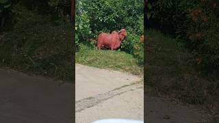 Cow statue #cow #shorts #ytshots