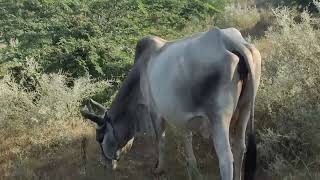 पाकिस्तान भारत की सीमा पार कर आ रहा है #viralvideo #animals #cow #villagelife