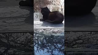 Cute Black Cat #animals #cat  #shorts #youtubeshorts #trending #viral #cute