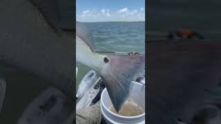 South padre island #fishing #southpadreisland #shorts #shortvideo #outdoors #fish