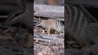 Numbat Interested Facts #numbat #animals #wildlife #facts