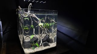 Simple Anubias Only Aquascape